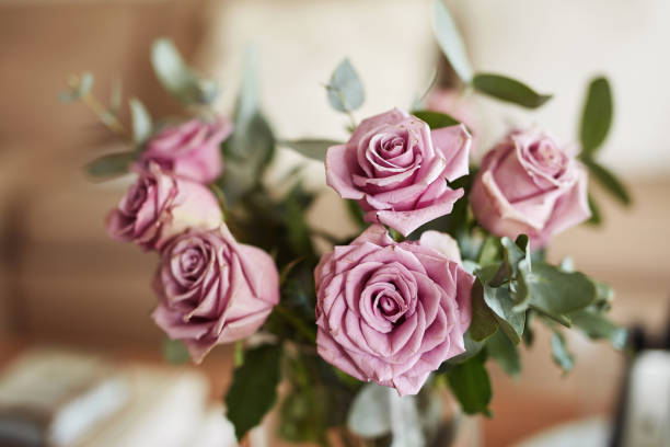 Pink Roses laying down on a white surface.