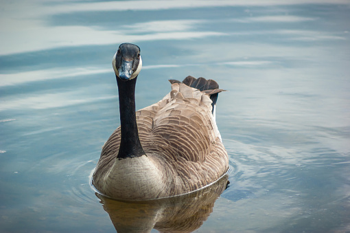 A Canada Goose (Branta canadensis) on a lake facing the camera