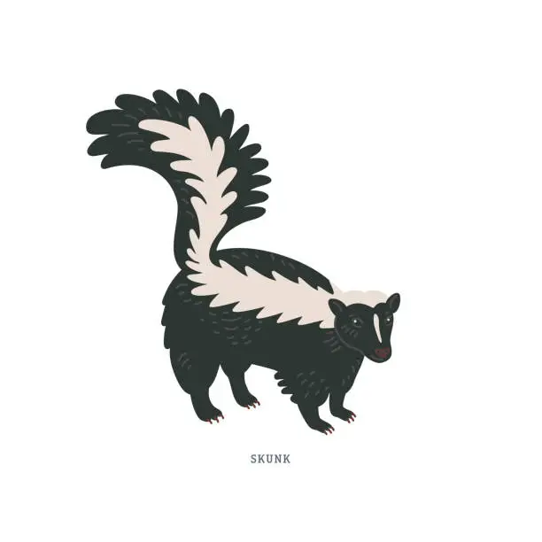 Vector illustration of Striped skunk. Common skunk or Mephitis mephitis - North American animal with white markings along the back and tail, and scent glands to ward off predators