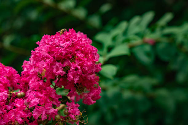 spring purple flower Queen's Crape Myrtle or Queen’s flower on green nature background