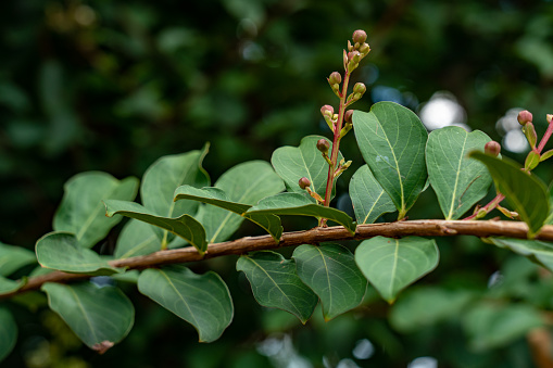 Japanese Crape Myrtle / Lagerstroemia indica