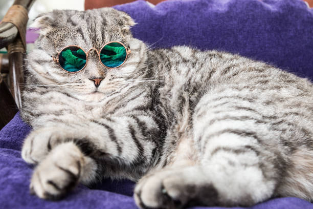 istock Scottish fold cat in fashionable round glasses 1264258312