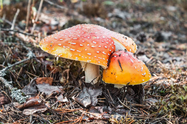 istock fly agaric mushrooms grow in the forest among 1264259224