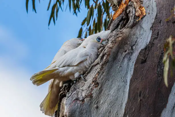 Little Corellas at a hollow in a tree at Callum Brae Nature Reserve, ACT, Australia on a winter morning in July 2020