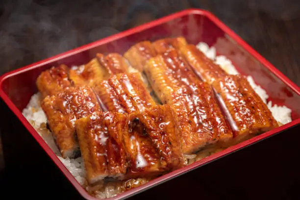 Una-juu. Grilled Eel rice in japanese square box tableware