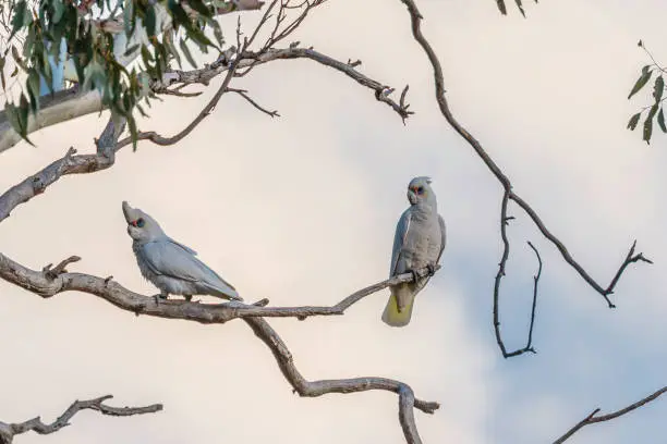 Little Coreallas in a tree at Callum Brae Nature Reserve, ACT, Australia on a winter morning in July 2020