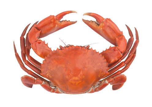 Cooked red crab isolated on white background