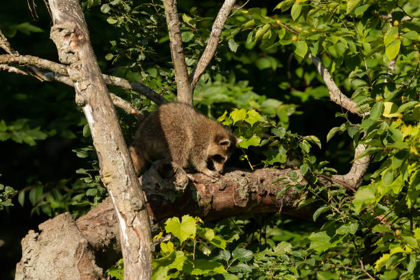 istock Young raccoon on a dry tree 1264263160