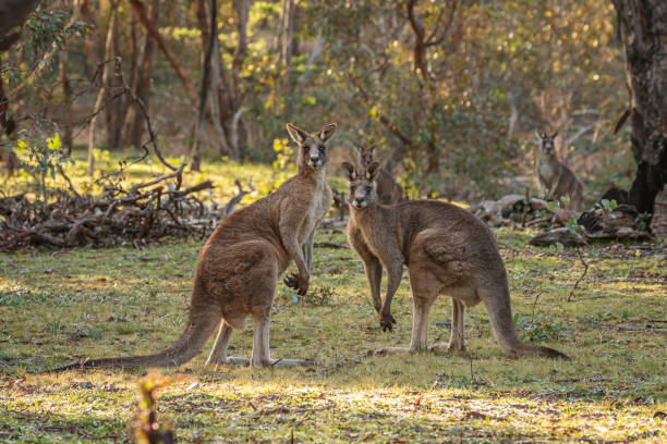istock Two immature male Eastern Grey Kangaroos 1264264187