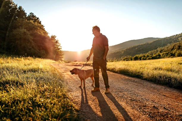 istock Senior man walking his dog 1264265782