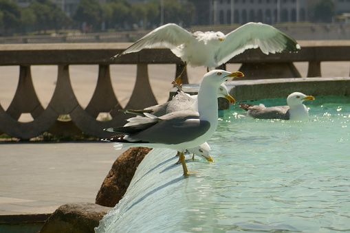 Gaiviotas bathing in the Fountain of the Surfers of A Coruña.