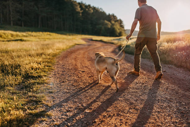 istock Senior man walking his dog 1264265975