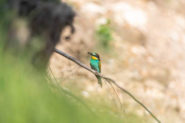 istock European Bea eater flying and hunting insects 1264267040