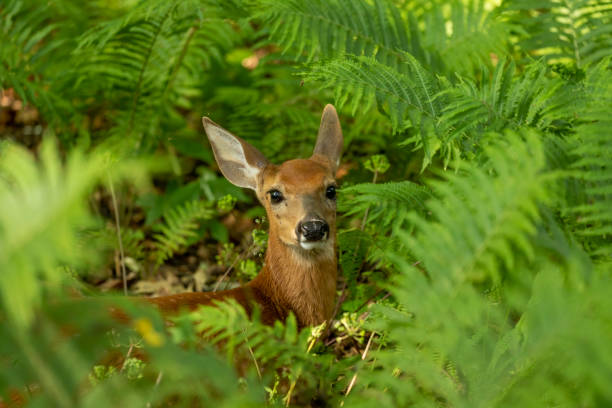 istock The white-tailed deer, fawn in early forest 1264267095