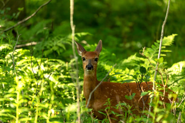istock The white-tailed deer, fawn in early forest 1264267176