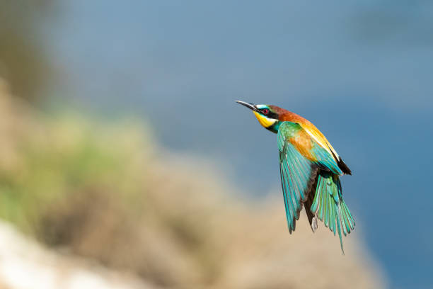 istock European Bea eater flying and hunting insects 1264267230