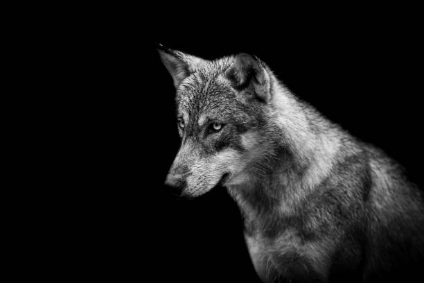 istock Portrait of a wolf with a black background 1264267345