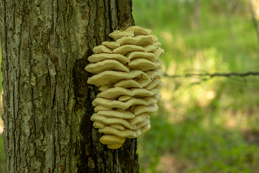 Large yellow fungus shelves attached to tree trunk.