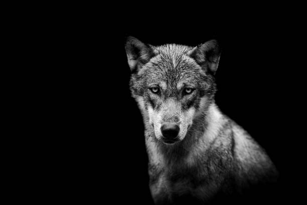 istock Portrait of a wolf with a black background 1264267386