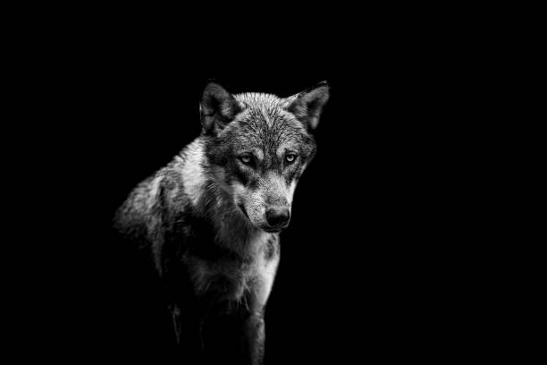 istock Portrait of a wolf with a black background 1264267404