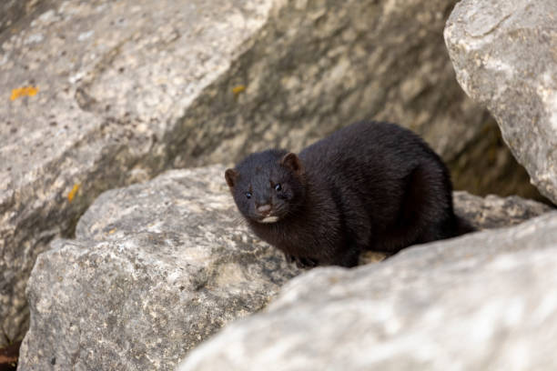 The American mink in the rocks on the shores of Lake Michigan Natural scene from Wisconsin shore of lake Michigan american mink stock pictures, royalty-free photos & images