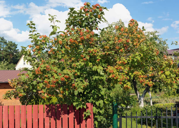 A beautiful viburnum bush with berries grows near the village  fence stock photo
