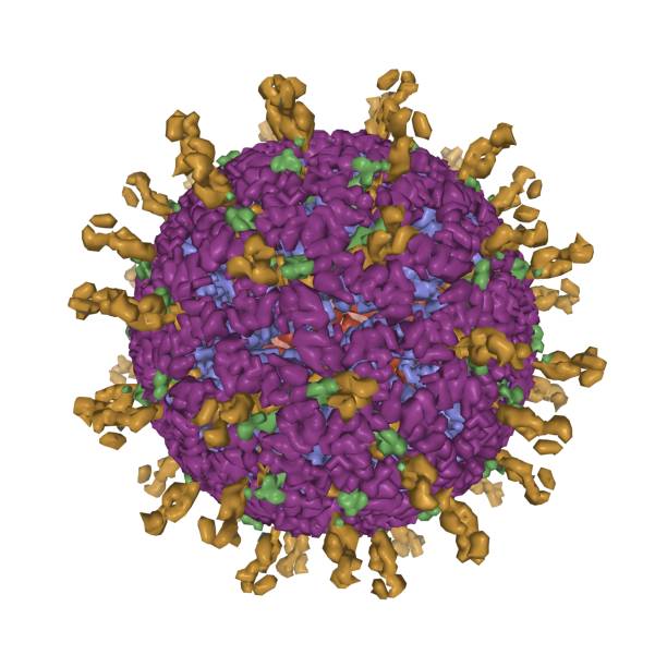 istock The atomic 3D Gaussian surface model of human rotavirus virion 1264270034