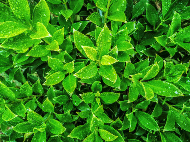 istock GREEN LEAVES WITH RAINDROPS 1264270722