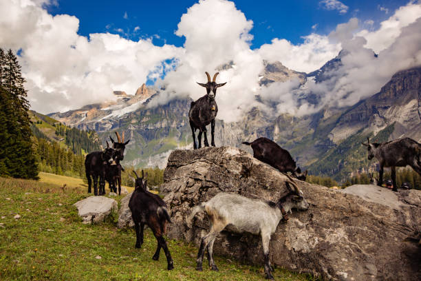 mountain goats in the mountains