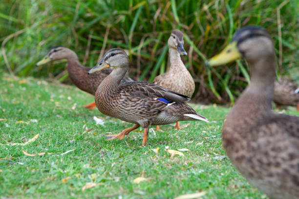 istock Mallard ducks on grass by the side of a pond 1264271009