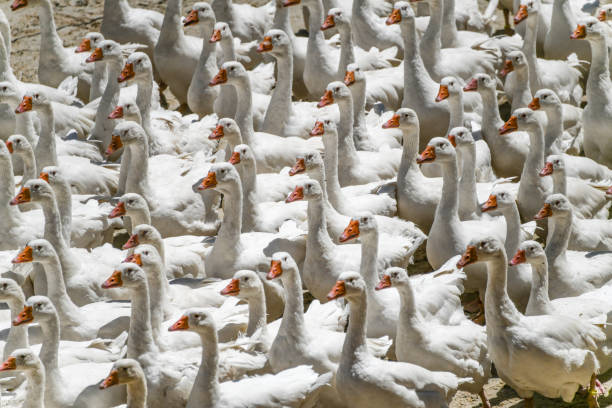 istock Flock of White Geese 1264272136
