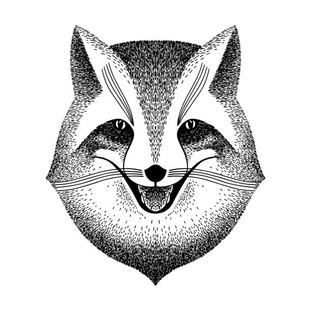 sly fox smiles. black and white sketch for tattoo, poster, print or t-shirt. retro vintage hipster style. Liar, dodger, mischievous, hoaxer. stylized vector vintage illustration of handmade. sly fox smiles. black and white sketch for tattoo, poster, print or t-shirt. retro hipster style. Liar, dodger, mischievous, hoaxer. pics of a dodgers stock illustrations