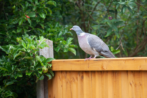 Wood pigeon perched on a wooden fence panel in an English garden