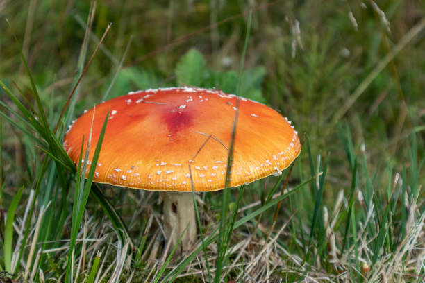 istock Red poisonous mushroom in green grass macro 1264276229