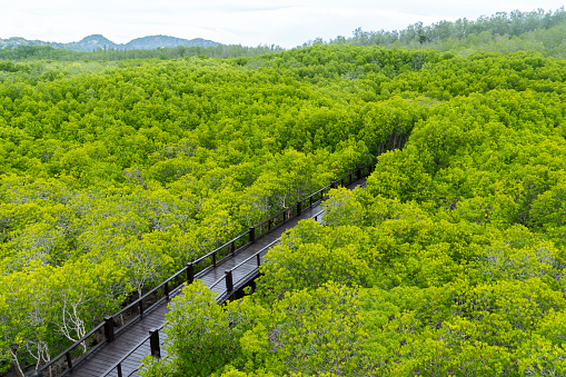 Thailand, Geographical Locations, Forest, Mangrove Tree