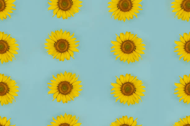 sunflowers seamless background texture. multiple sunflowers on a pastel blue background. - bright new life earth globe imagens e fotografias de stock