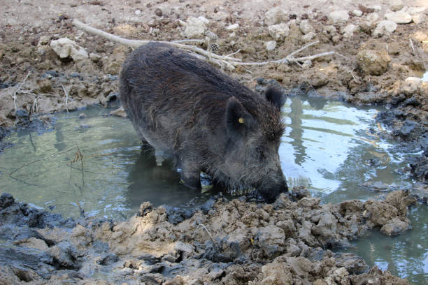 istock Wild boar in the mud 1264279390