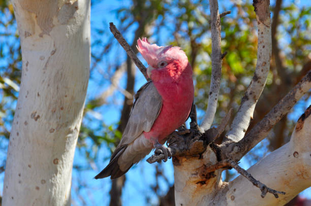 istock Brilliant pink and grey galah bird in Australia 1264281935