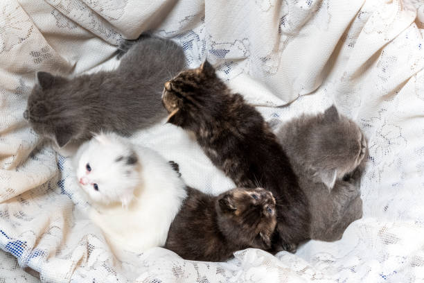 istock Five Newborn Chinchilla Kittens and Scottish fold kittens 1264283082