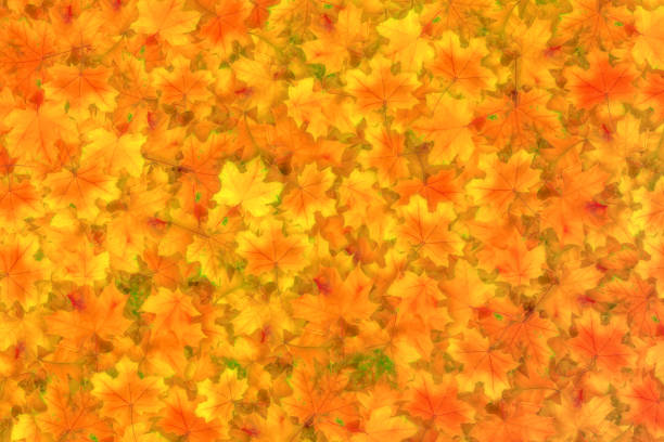 Autumn fallen leaves as background, texture. Soft blur effect