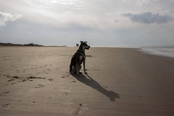 istock Wonderful day on the beach with dog 1264283263