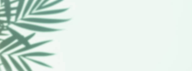 Banner with shadows of palm leaves on mint background. Copy space.