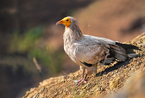 The Egyptian vulture (Neophron percnopterus), also called the white scavenger vulture or pharaoh's chicken.\n \nThe Egyptian vulture is usually seen singly or in pairs, soaring in thermals along with other scavengers and birds of prey, or perched on the ground or atop a building. On the ground, they walk with a waddling gait. They feed on a range of food, including mammal faeces (including those of humans), insects in dung, carrion, vegetable matter, and sometimes small animals. When it joins other vulture species at a dead animal, it tends to stay on the periphery and waits until the larger species leave.Wild rabbits (Oryctolagus cuniculus) form a significant part of the diet of Spanish vultures.Studies suggest that they feed on ungulate faeces to obtain carotenoid pigments responsible for their bright yellow and orange facial skin. The ability to assimilate carotenoid pigments may serve as a reliable signal of fitness.\n \nEgyptian vultures are mostly silent but make high-pitched mewing or hissing notes at the nest and screeching noises when squabbling at a carcass. Young birds have been heard making a hissing croak in flight.They also hiss or growl when threatened or angry.\n \nEgyptian vultures roost communally on large trees, buildings or on cliffs.Roost sites are usually chosen close to a dump site or other suitable foraging area. In Spain and Morocco,summer roosts are formed mainly by immature birds. The favourite roost trees tended to be large dead pines. The number of adults at the roost increases towards June. It is thought that breeding adults may be able to forage more efficiently by joining the roost and following others to the best feeding areas. Breeding birds that failed to raise young may also join the non-breeding birds at the roost during June.