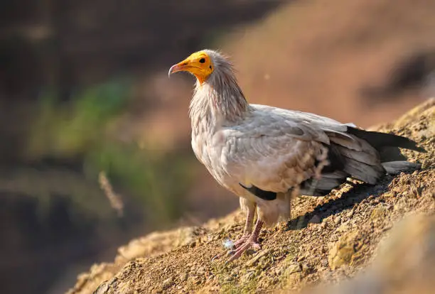 Photo of Egyptian vulture