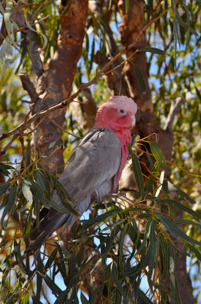 istock Colorful Australian bird, the Galah 1264284749