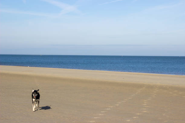istock Wonderful day on the beach with dog 1264284811