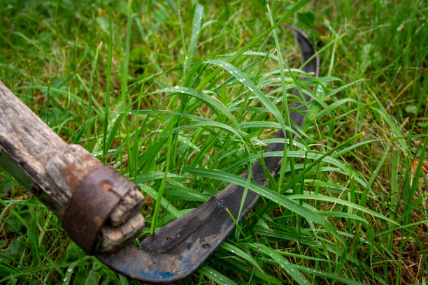 istock Rustic scythe lying in long wet green grass 1264284872