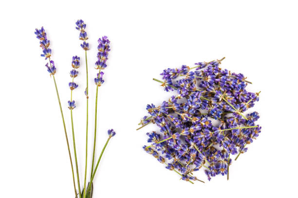 istock Lavender flowers isolated on white background. Close up. Space for text 1264284959