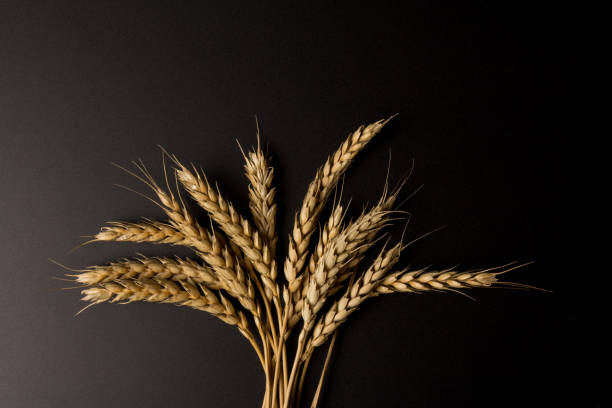 istock Spikelets of golden wheat,  isolated on black background 1264285152