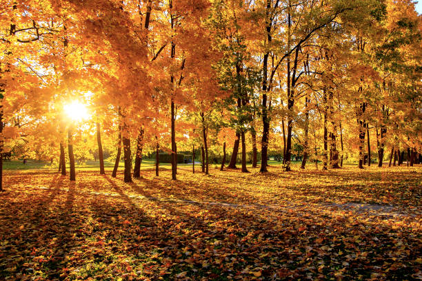 istock Warm autumn scenery in a forest or park with sun rays light through the mist and trees 1264286643